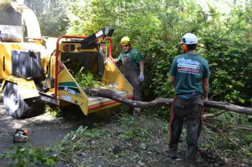 tree services Mammoth Lakes